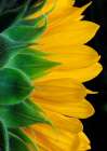 USA, Indiana, Carmel. Close-up side view of sunflower. Art Print